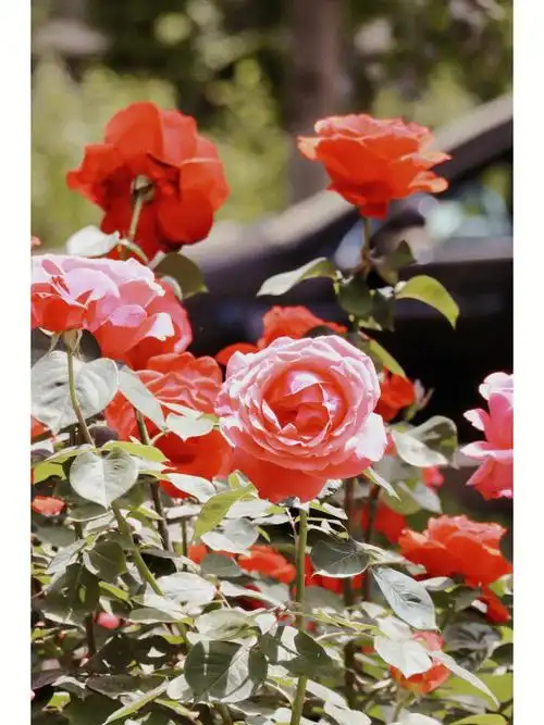 这是月季的盛典 开遍校园但花各有期 今天再路过时 几近凋谢/bfsu仅剩