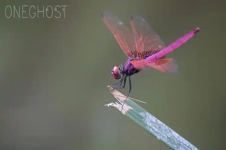 【仲系长焦拍小蜻蜓摄影图片】广州生态摄影_一曲鬼歌_太平洋电脑网摄