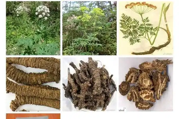 羌活不仅仅是一味解表药,更可以治疗心脑血管病