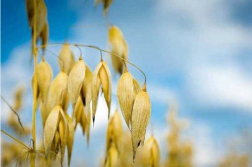 虽说燕麦营养高,但是适合你吃吗?