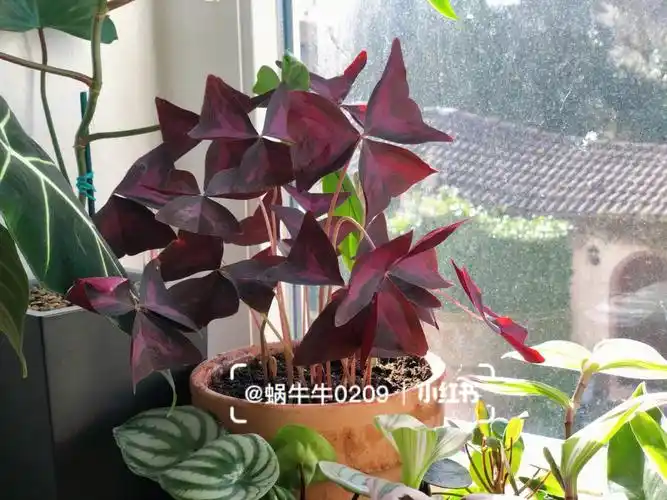 【我家的100种植物之76】紫叶酢浆草