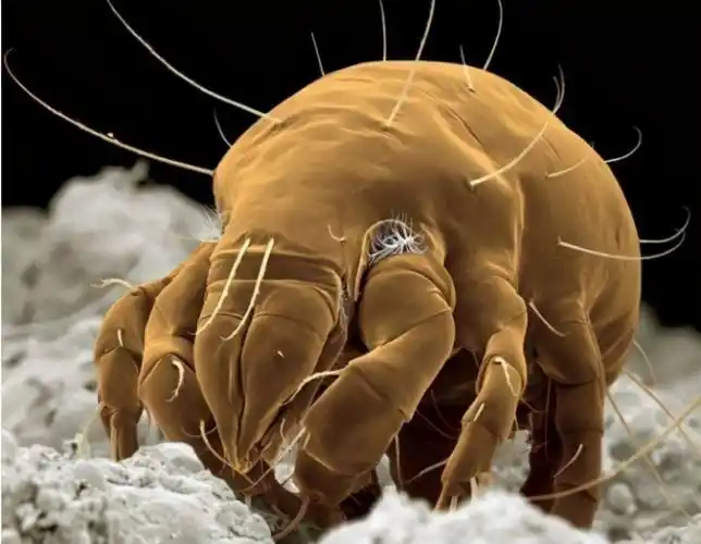 倍数不够大,这张照片中并没有显示出黑泥中的螨虫,病毒以及细菌,真菌