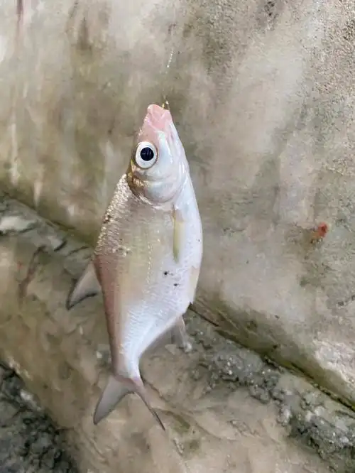 请问这是什么鱼啊河里钓的