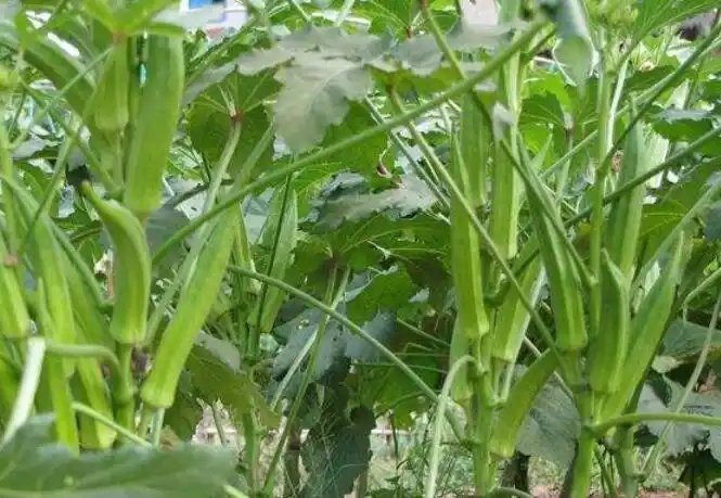 黄秋葵露地栽培技术