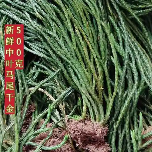 野生马尾千金草, 中叶 新鲜 伸筋草 不带根500【图片 价格 品牌 报价