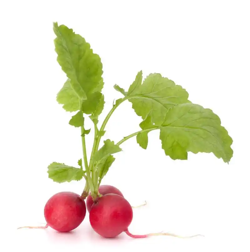 小萝卜叶,小萝卜叶上白色背景抠图隔离