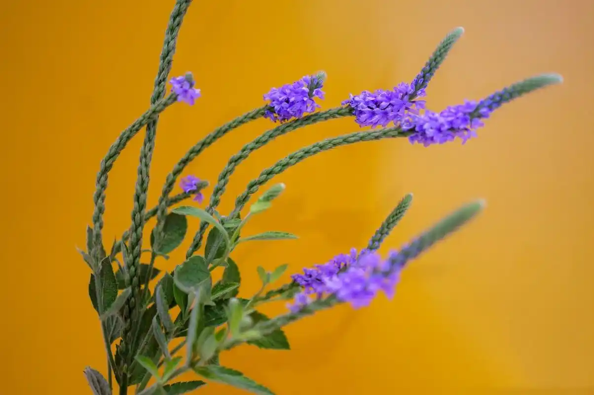 它是真的假马鞭草!