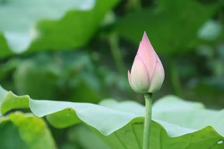 1描写荷叶荷花两个词语 "接天莲叶无穷碧,映日荷花别样红","出淤泥而