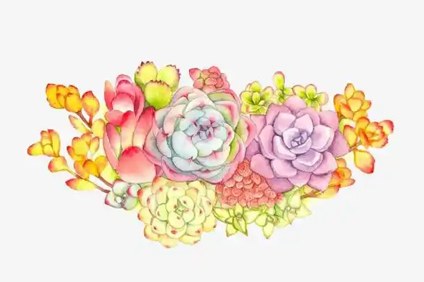 彩色多肉植物花束