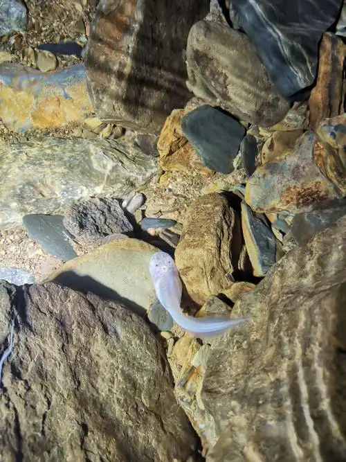 不知道是什么品种的蝌蚪,透明的!可能是石蛙!