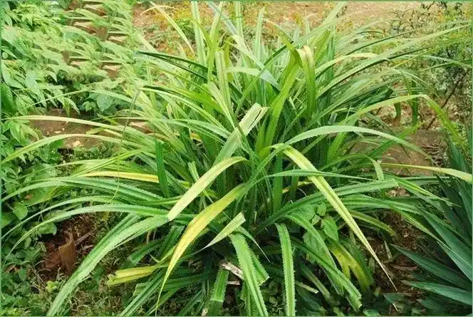 露兜草(单子叶植物纲露兜树目植物)_石塘网