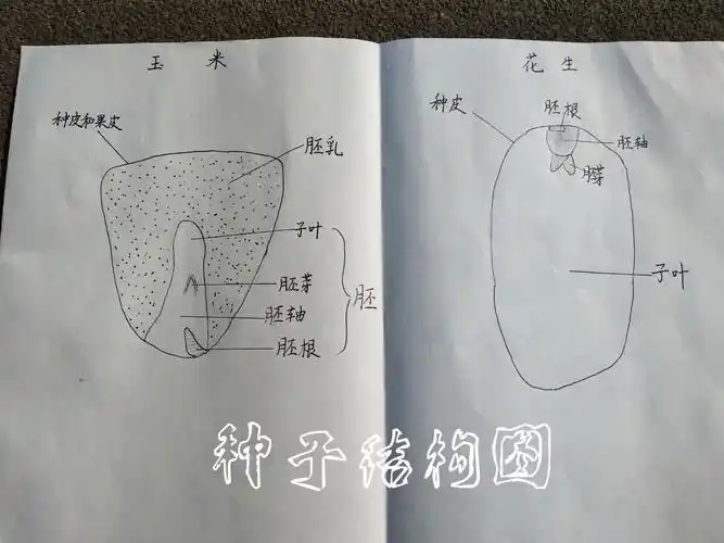 这是花生与玉米的种子结构图