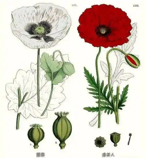 【禁毒宣传】罂粟?虞美人?傻傻分不清?_毒品_种植_非法