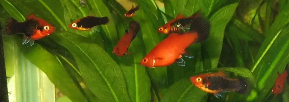 file:xiphophorus maculatus in aqarium.jpg