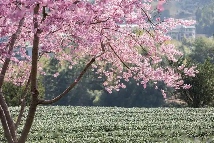 福建永福台品樱花茶园,浪漫樱花世界_视觉_中国_艾世民