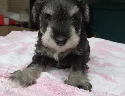 纯种雪纳瑞幼犬宝宝出售 品质可靠 疫苗齐全