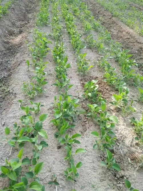 娄底白术芽-亳州市凡一合作社-今年的中药材白术芽子多少钱一斤