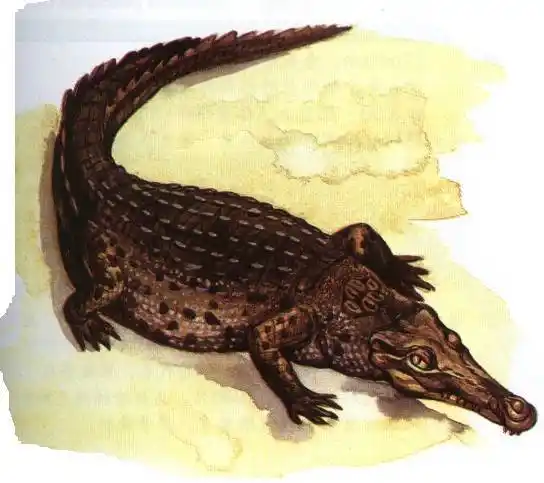 马里利亚鳄动物