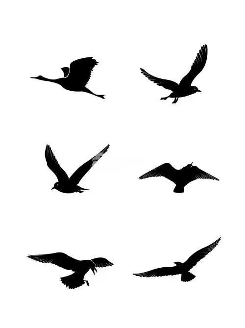 飞鸟剪影 - 有图网_adobe fotolia_免费创意素材平台