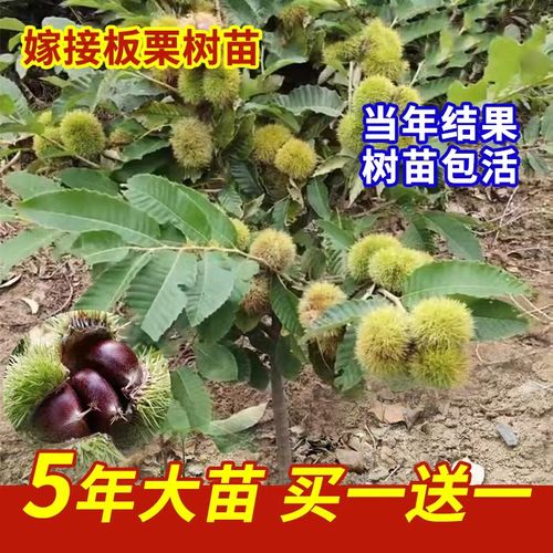 板栗苗树嫁接地栽南方北方种植大红袍当年结果特大板栗树果树果苗