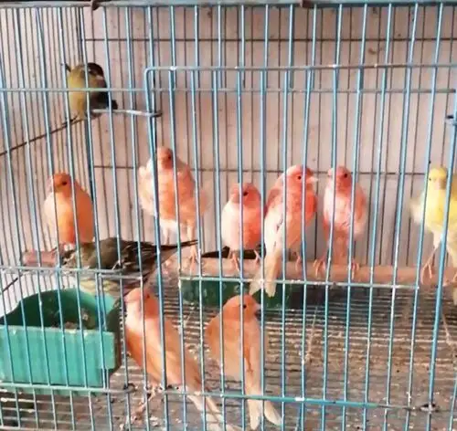 活体玉鸟山东黄玉鸟笼养鸣唱鸟小鸟辣椒红玉鸟扬州黄 雪里红一对