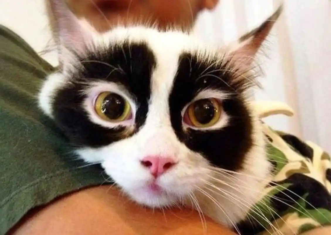 摄影师拍下的6张长相独特的猫,看上去真的像上帝开的玩笑