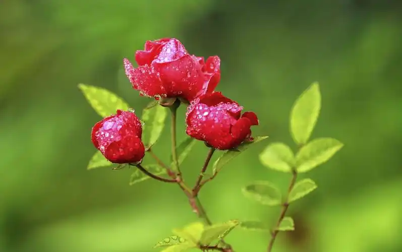 组图雨中玫瑰分外娇
