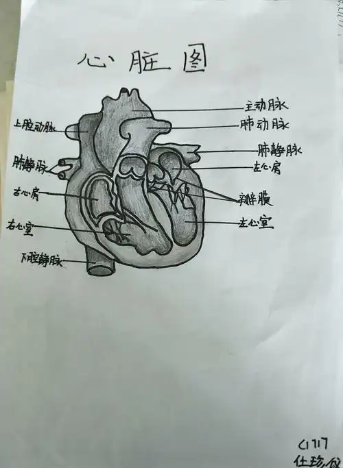 1717班生物作业心脏图