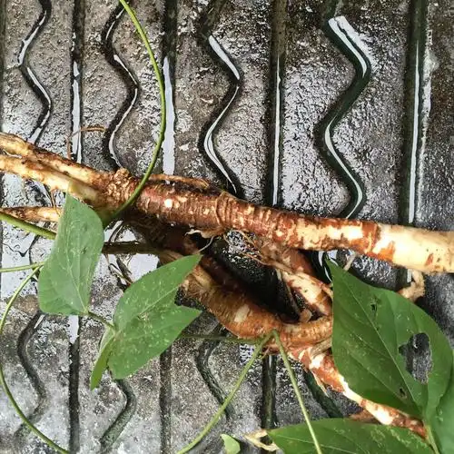 如图,一种藤生植物煎服根部请问是什么?