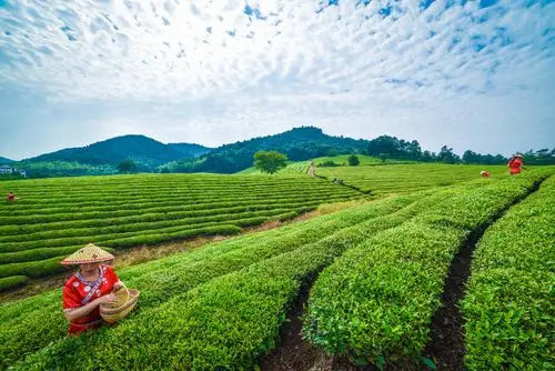 茶树撑起的皖垦"江南茶海"的美誉并非历史悠久,李白常常独坐敬亭山的