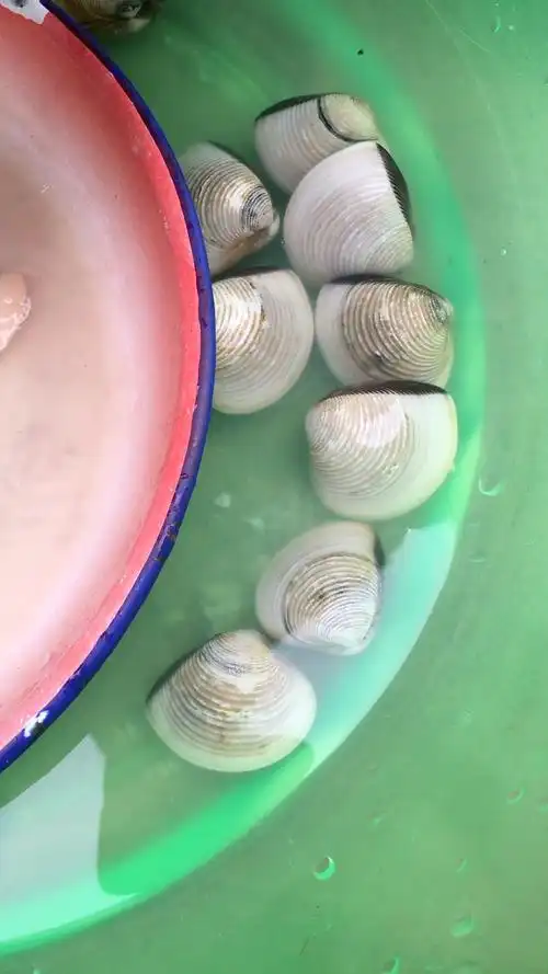 海边的白螺,特别的鲜美