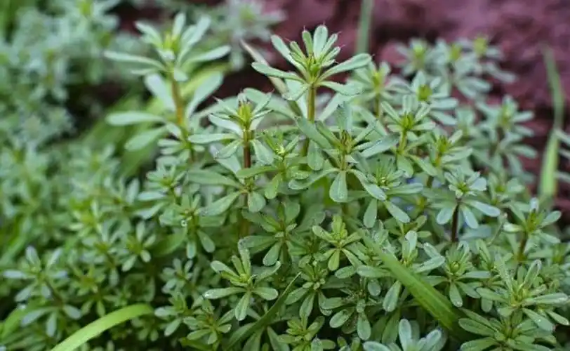 这种野草号称"不死草",专治高血压,抗癌,医院都在用!