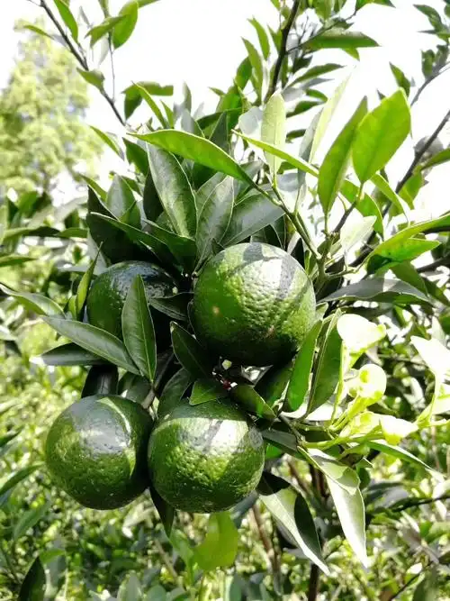 江门新会特产～新会柑&新会橙