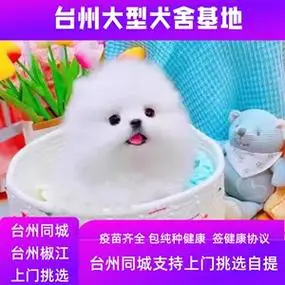 博美犬 _ 台州犬舍纯种博美幼犬可爱小型活动体茶杯犬长不大宠物真狗