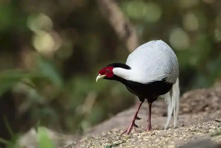 当前位置:关注森林>地方林草动态>云南>正文白鹇.李正贵 摄滇金丝猴.