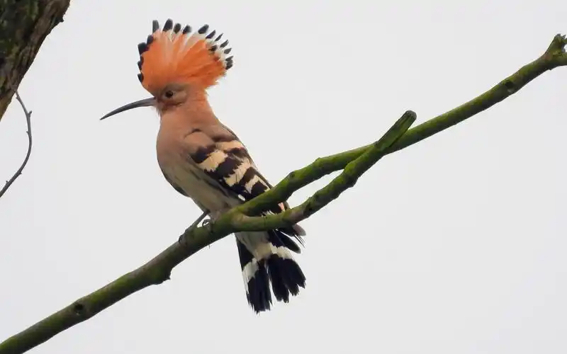 见过这么漂亮的鸟吗?