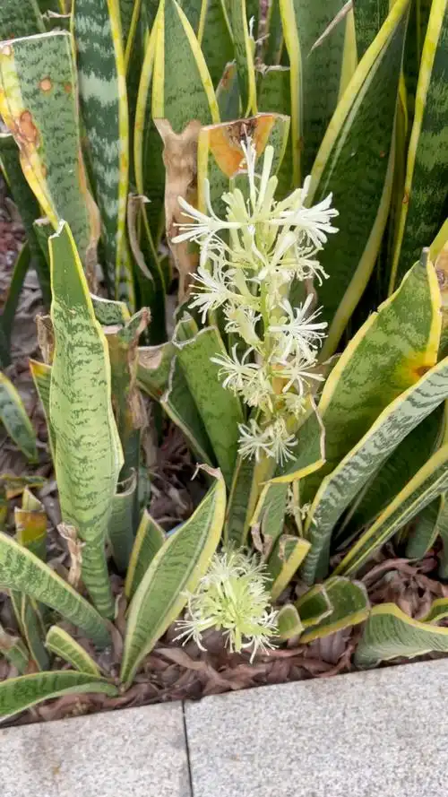 第一次见老虎尾开花,真好看,见者得福[福][福][福][愉快][愉快][愉快]