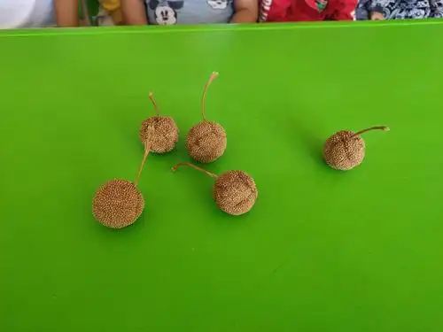 明集乡中心幼儿园大一班随机小课堂——《神秘的梧桐果》