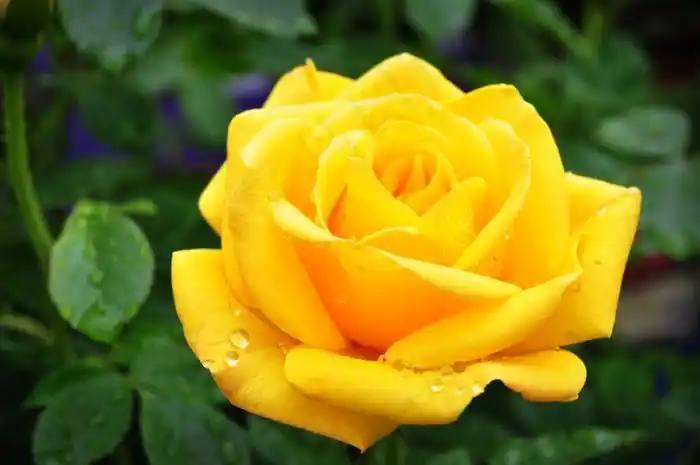 黄色玫瑰花唯美图片