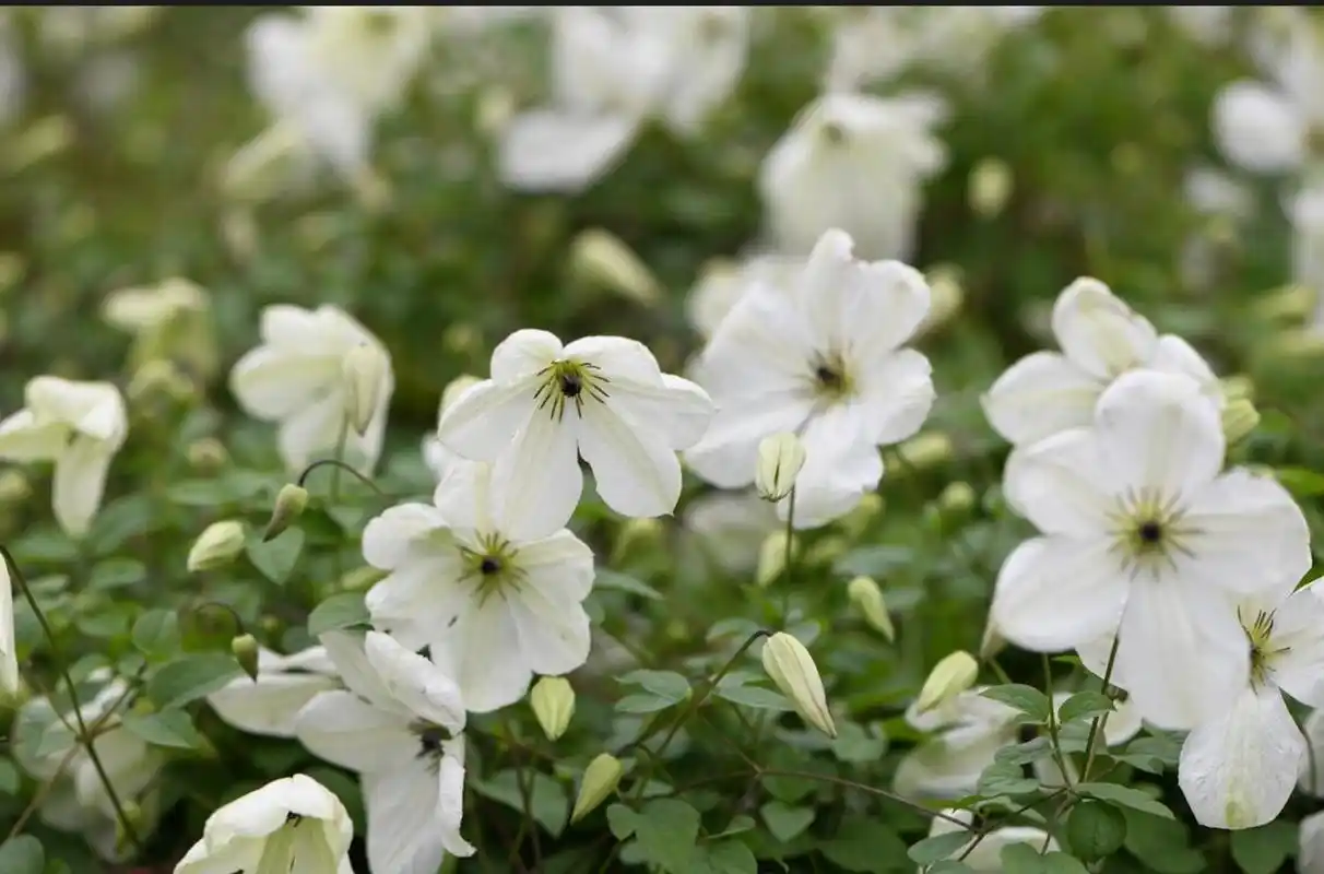 谁还没看过～白色系铁线莲暴风雪呢 铁线莲"暴风雪" 由 szczepan