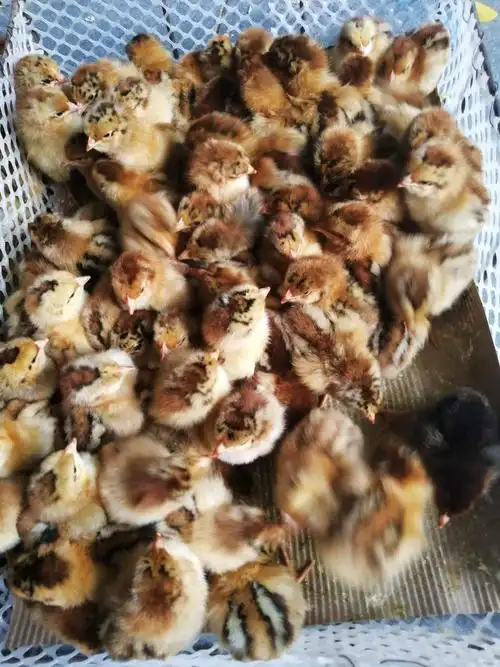 29_广州良凤花鸡苗厂家销售,专业值得信赖_广州惠民禽业有限公司