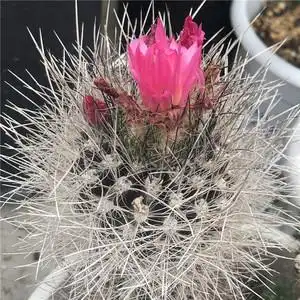 00xxl22199淘宝实生智利球属混乱玉仙人球卷刺软毛不扎手开花室内