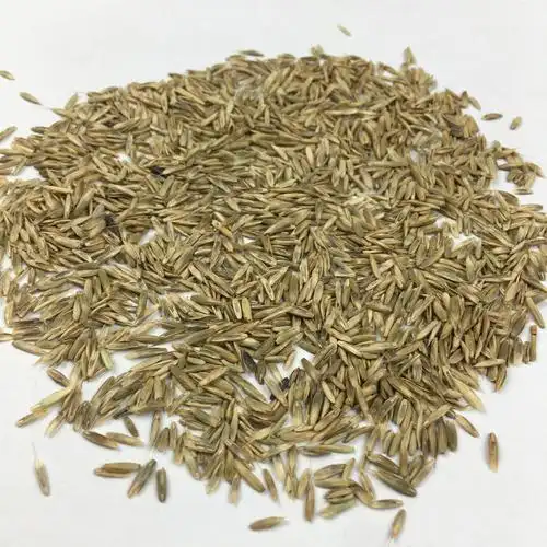 多年生草本精细牧场天然有机多年生黑麦草种子袋装