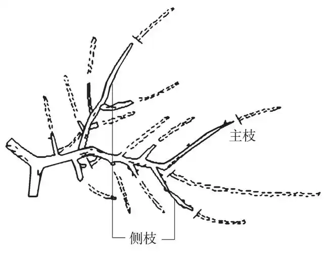 桃树第三年冬剪是怎样的?