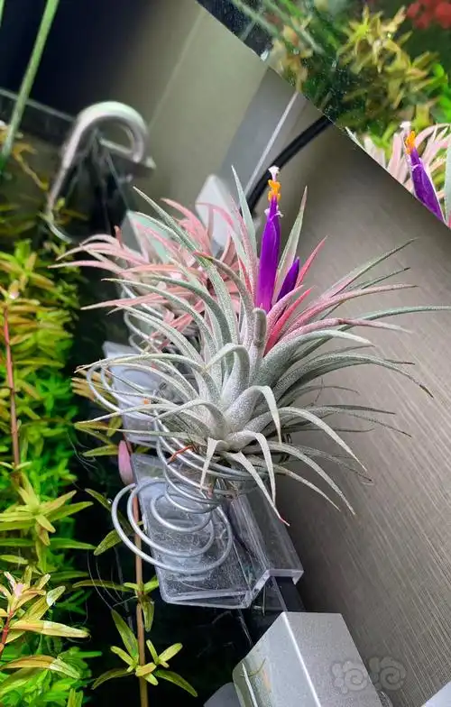 空气凤梨开花了