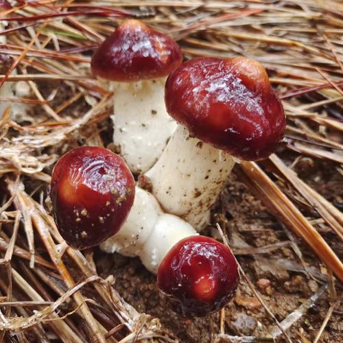 新鲜姬松茸赤松茸蘑菇菌菇食用菌菇煲汤火锅食材大球盖菇2斤