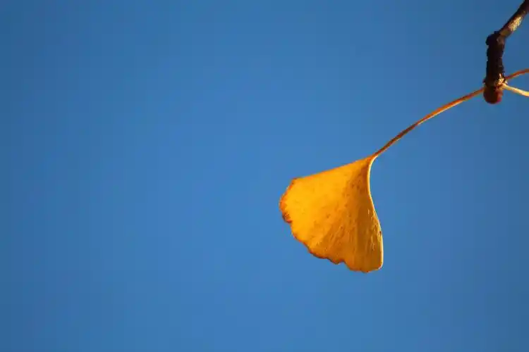 金色的银杏树叶子