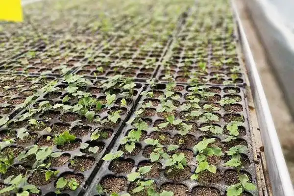 湖南瓜蒌种植前景推荐价质优良