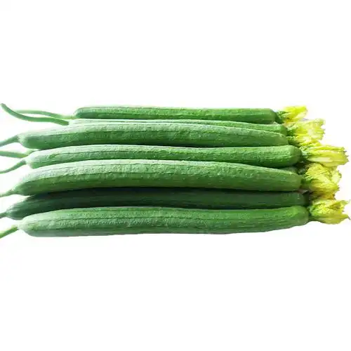 包邮丝瓜新鲜绿皮长丝瓜孕妇丝瓜新鲜蔬菜农家自种现摘现发5斤装