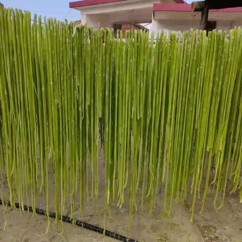 袁昆微电商 # 云南宾川皇家贡菜,又称响菜,海蜇味的蔬菜,手工切条自然